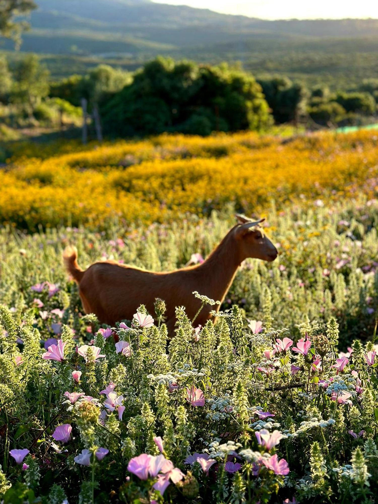 Complejo Rural Del Molino Dorado Facinas Exterior foto